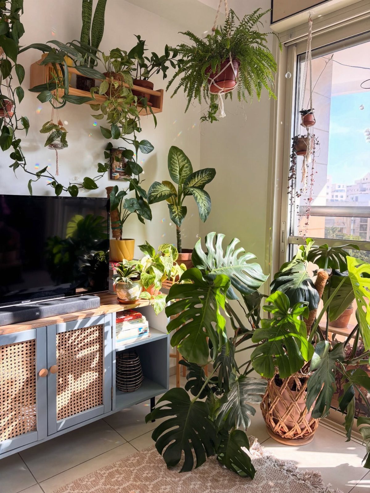 Lush green indoor plants surrounding a television and a blue rattan cabinet.