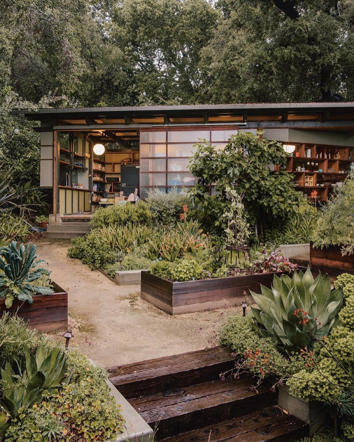 Mid-century modern house with glass walls blending into a succulent garden and trees.