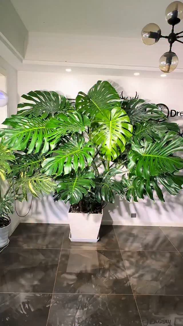 Large Monstera plant with green leaves in a white pot on dark tiles