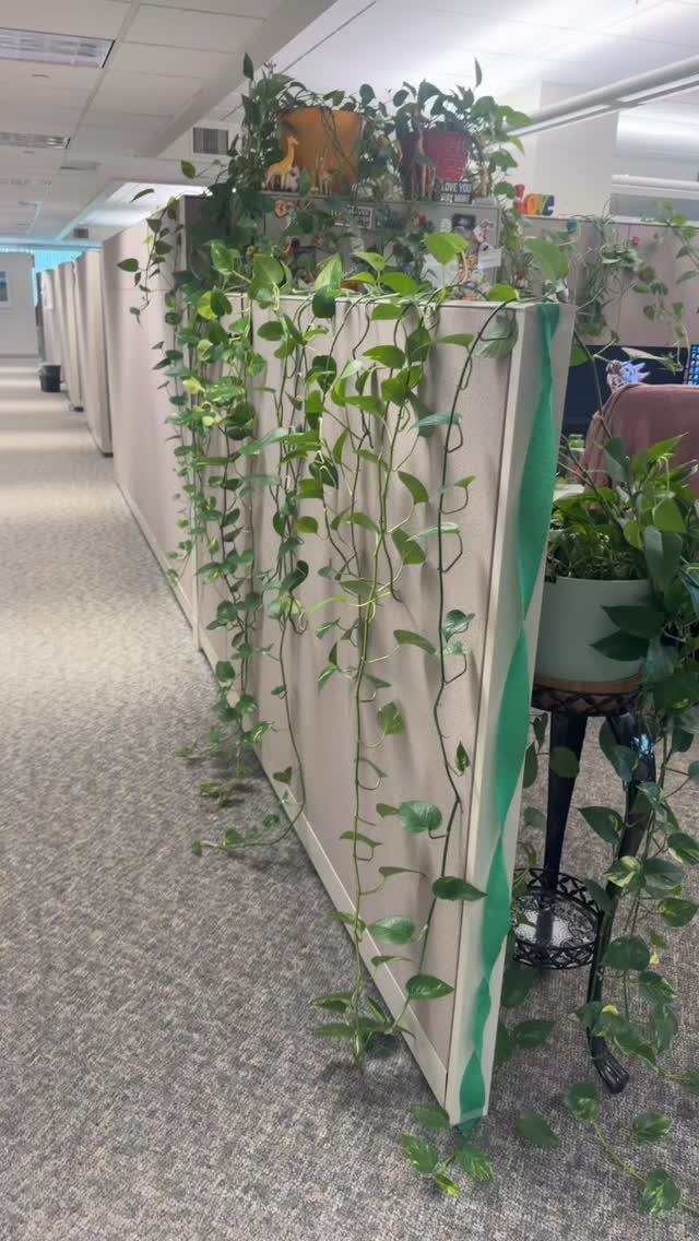 Trailing green plants hanging from the top of a beige office cubicle wall.