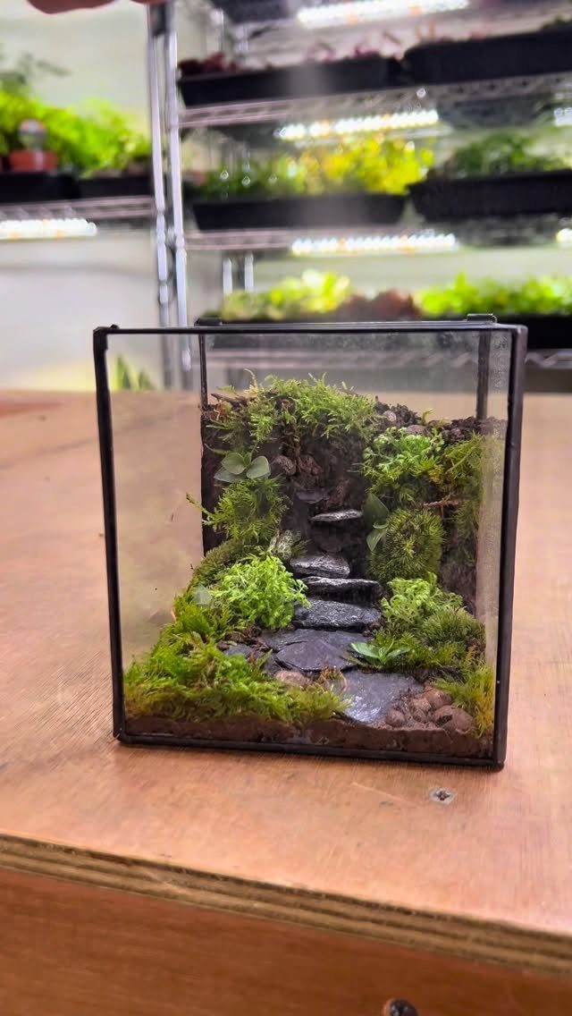 Glass terrarium with a miniature moss garden and stone path on a wooden desk