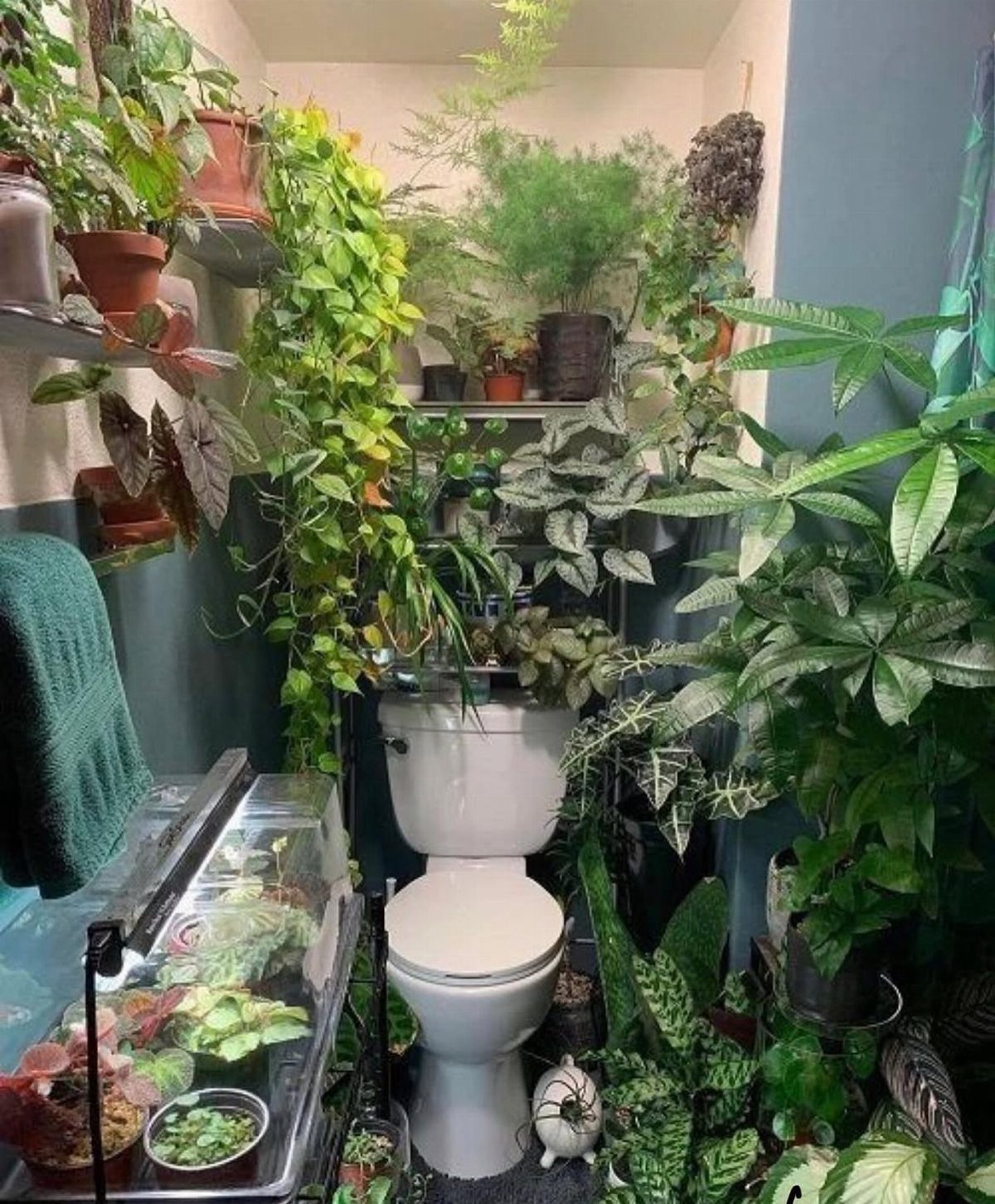 White toilet surrounded by lush green houseplants on shelves and the floor.