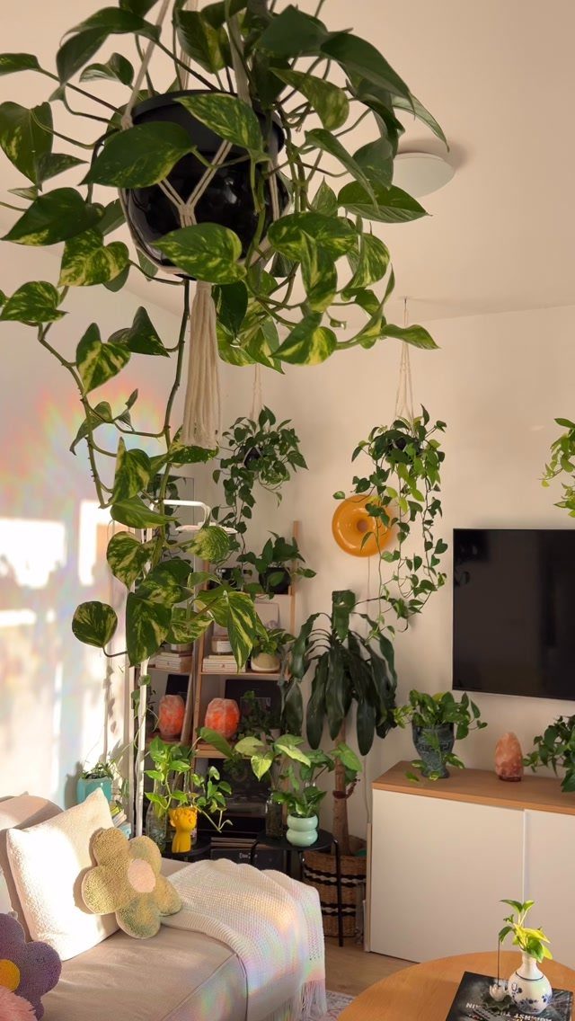 Lush green indoor plants hanging and shelved in a bright, cozy living room