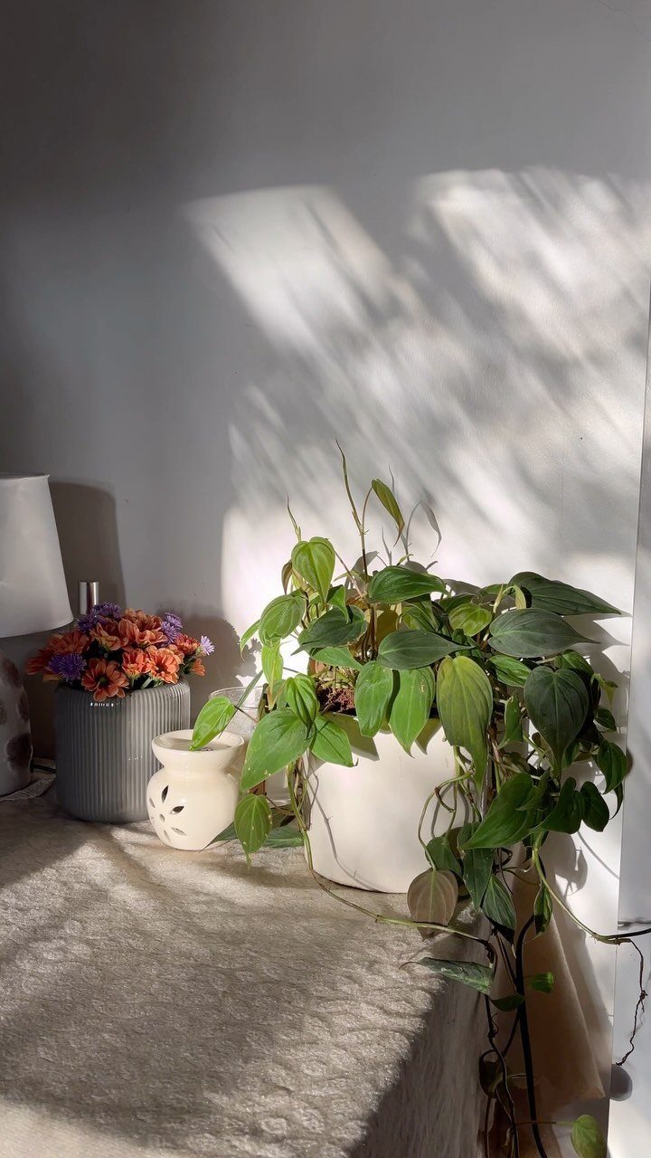 Potted green plant and orange flowers on a textured white bedside table.